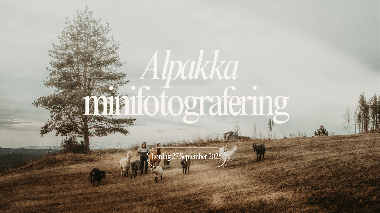 Alpakka - fotografering på Midtbøen Gård - Begrenset plasser!